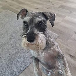 Odie - Miniature Schnauzer