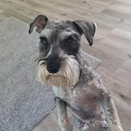 Odie - Miniature Schnauzer