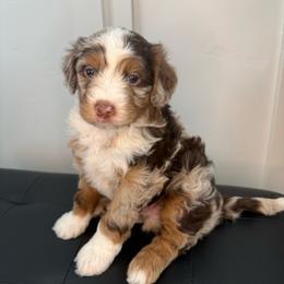 Clyde - Chocolate merle male Bernedoodle puppy in Santaquin, Utah from Mountain Ridge Bernedoodles