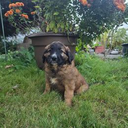 Mango - Sable female Saint Berdoodle puppy in Castle Rock, Washington from PNW Saint Berdoodles