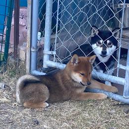 Shiba Inu puppies from Texa's Shiba Inus