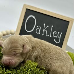 Oakley - Apricot male Goldendoodle puppy in Travelers Rest, South Carolina from Bailey Mountain Doodles