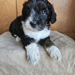 Colorado - Black and white female Assorted Doodle Crosses puppy in Rainier, Oregon from Seven Petals Farm