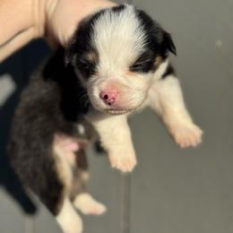 Duke - Black and tan male Pembroke Welsh Corgi puppy in East Oakdale, California from Rhettro Kennels