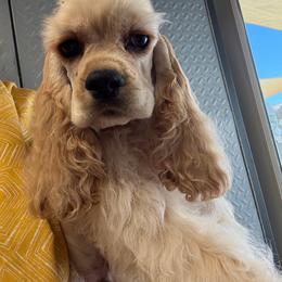Finn - Cocker Spaniel