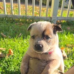 Lyra - Red speckled female Australian Cattle Dog puppy in Canton, Pennsylvania from DNB Heelers