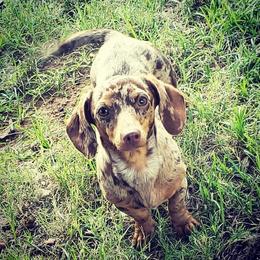 Quiny - Dachshund