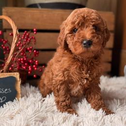 Vanessa - Red  female Goldendoodle puppy in Oxford, Pennsylvania from FriendlyPals