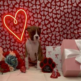 Sally - Brindle female Boxer puppy in La Vernia, Texas from Chilham Boxers