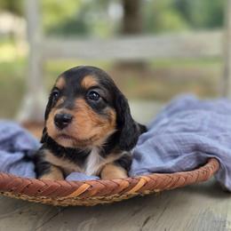 Girl 4 - Piebald female Dachshund puppy in Minden, Louisiana from Ironwood Creek