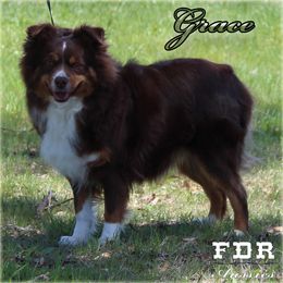 Grace - Miniature Australian Shepherd