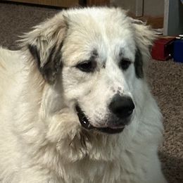 Great Pyrenees from Whispering Heights Ranch