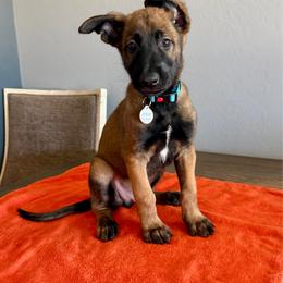 Boba (Light Blue) - Mahogany male Belgian Malinois puppy in Buckeue, Arizona from Légende Vivante Du Chief Kennel