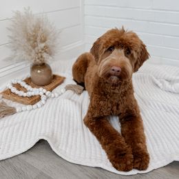 Riven - Goldendoodle