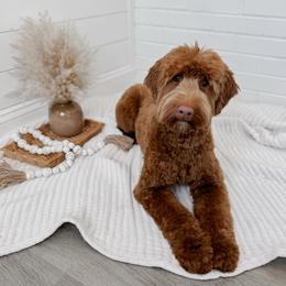 Riven - Goldendoodle