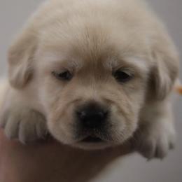 Boy 1 - Yellow male Labrador Retriever puppy in Williston, Florida from Royal K Labradors