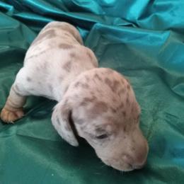Callie - Dapple female Dachshund puppy in Bigfork, Minnesota from Long Ears and Long Dogs Ranch