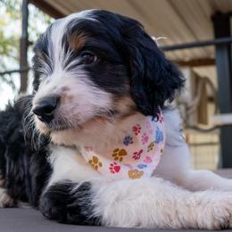 Murphy - Black tri-color male Aussiedoodle puppy in Crowley, Texas from Nelson's Aussies and Aussiedoodles