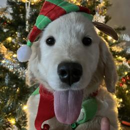 Butter cup - Light golden female Golden Retriever puppy in Pace, Florida from Panhandle PawsNClaws