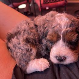 Bernedoodle Puppies from Over the Moon Poodles and Doodles