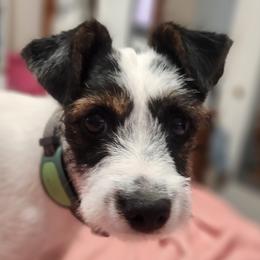 Parson Russell Terrier puppies from Jumping Jack's Russell Terriers