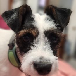 Parson Russell Terrier puppies from Jumping Jack's Russell Terriers