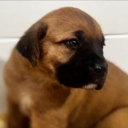 Yellow Collar - Fawn female Cane Corso puppy in Chesapeake, Virginia from 948 Cane Corso