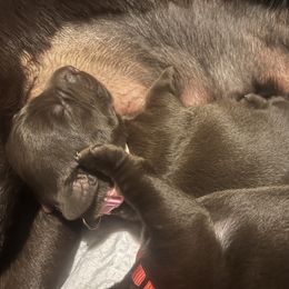 Labrador Retriever Puppies from Naomi's Labrador Retrievers