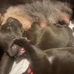 Labrador Retriever Puppies from Naomi's Labrador Retrievers