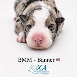 Boy 5 - male Australian Shepherd puppy in Gowen, Michigan from XA AUSTRALIAN SHEPHERDS