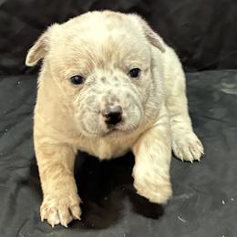 L64-01 - Red mottled male Australian Cattle Dog puppy in Sheridan, Oregon from 6pk Cattledogs