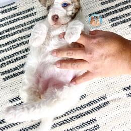 Aussiedoodle, Bernedoodle, and Goldendoodle Puppies from Dandy Doodle Ranch