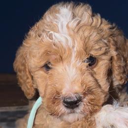 Boy 6 - male Golden Mountain Doodle puppy in Jurupa Valley, California from gucci_bentleys_goldendoodles