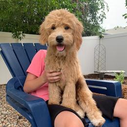 Lucy - Goldendoodle