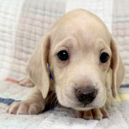 Charlie: Short Hair, Cream, Dapple, Male AKC - Cream male Dachshund puppy in South Easton, Massachusetts from Depot Dachsies