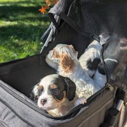 Tri Color Boy - Tri-color male Cavapoo puppy in San Diego, California from WW Cavapoos
