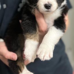 Australian Shepherd Puppies from Southern Sky Aussies