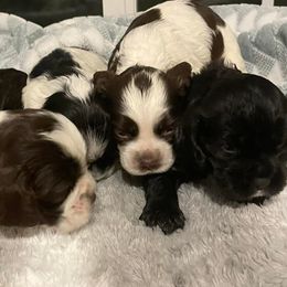 Cocker Spaniels from Country Cockers