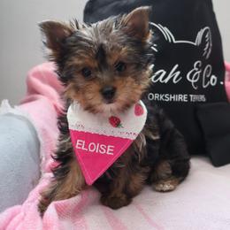 Eloise - Black and tan female Yorkshire Terrier puppy in Greenwood, Wisconsin from Selah and Co.