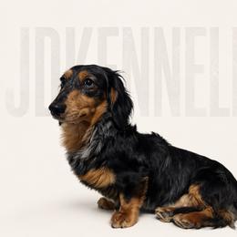 Ace - Dachshund