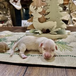 Olaf - Cream male Dachshund puppy in Pierson, Florida from Paige’s Mini Dachshunds