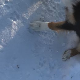 Australian Shepherds from Roscommon Australian Shepherds
