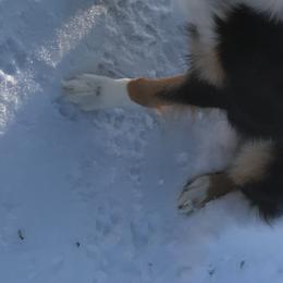 Australian Shepherds from Roscommon Australian Shepherds