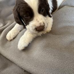 English Springer Spaniel Puppies from STORYSIDESPRINGERS