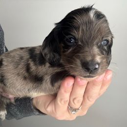Boy 2 - Dapple male Dachshund puppy in Allenhurst, Georgia from B’s Dapper Dachshunds