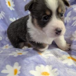 Daisy - Blue female Pembroke Welsh Corgi puppy in Bridge City, Texas from Disco Corgis