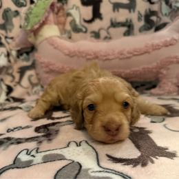 Female- Shaded cream dapple - Cream female Dachshund puppy in Mt. Pleasant, Texas from The Spotted Doxie