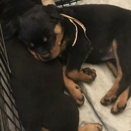 Rottweiler Puppies from Von Helden Herz