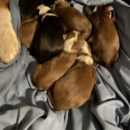 Miniature Australian Shepherd Puppies from M & M Mini Aussies