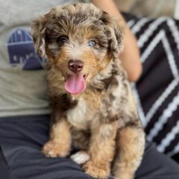 Brownie (Green Collar) - Brown merle male Aussiedoodle puppy in Sharpsburg, Georgia from Steindoodles